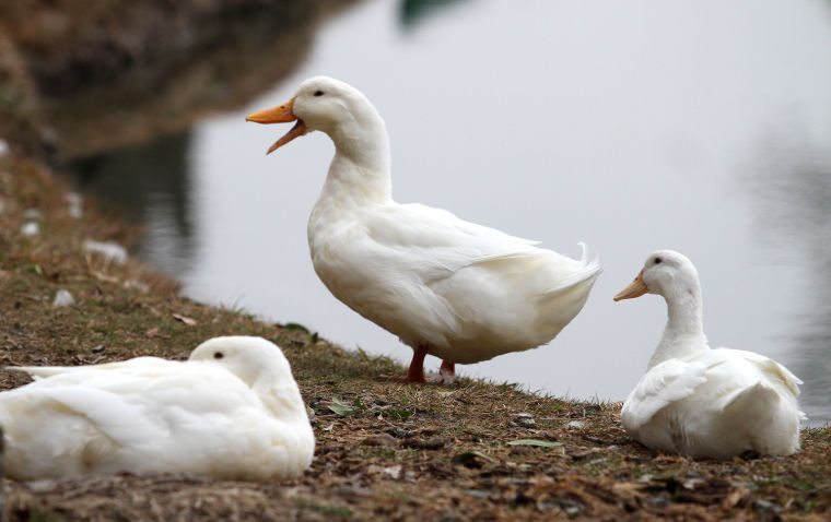 Birds at the Park